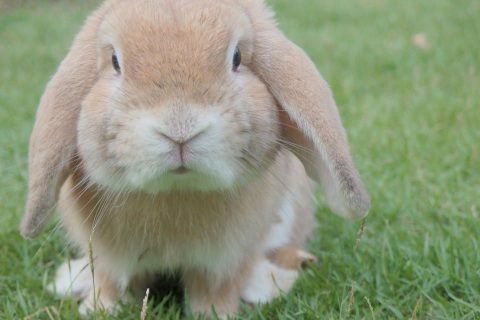 Big Buck Bunny Still Charms Viewers Nearly Two Decades Later