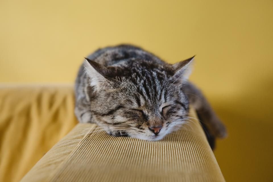 Cats Who Clearly Believe They Own the Entire House 1
