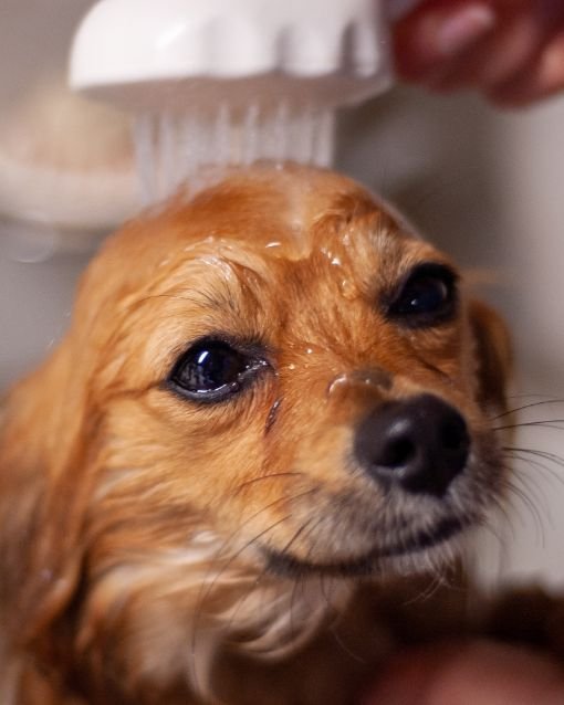 Dogs Who Hate Bath Time: A Groomer Reveals Her Best Tricks