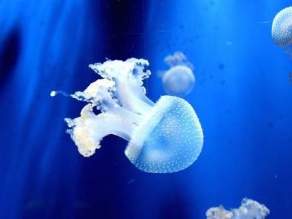 Jellyfish Have Thrived for Millions of Years Without a Brain