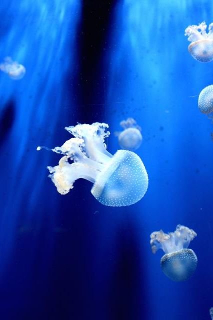 Jellyfish Have Thrived for Millions of Years Without a Brain