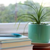 Nine Houseplants That Actually Survive in Low-Light Apartments